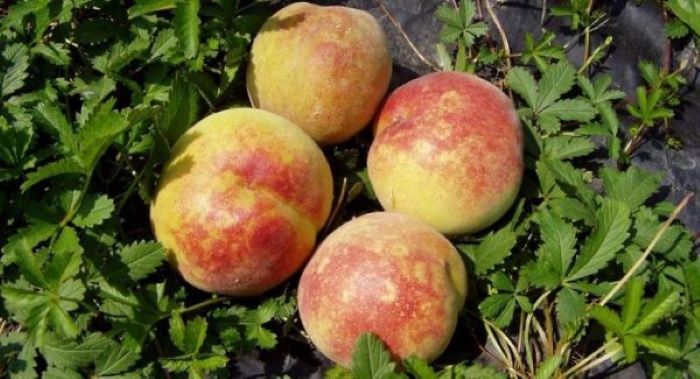 vaiolatura delle drupacee