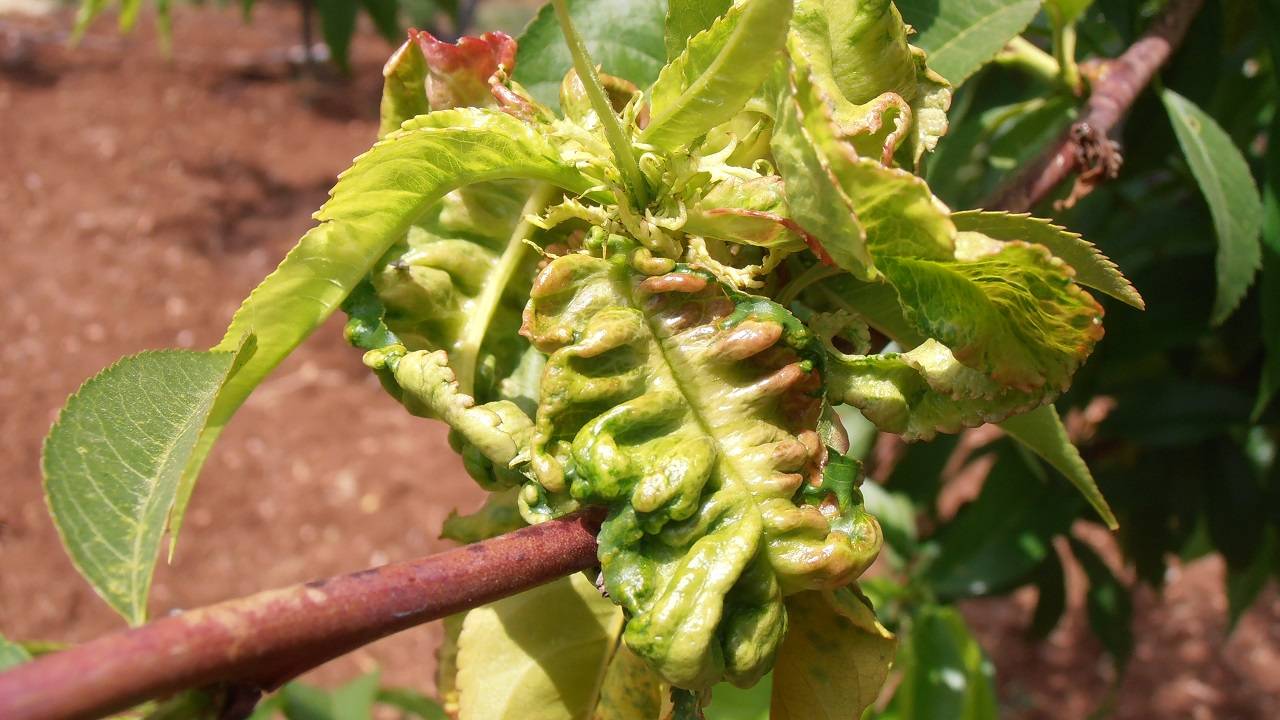 pomacee-e-drupacee-bolla-pesco