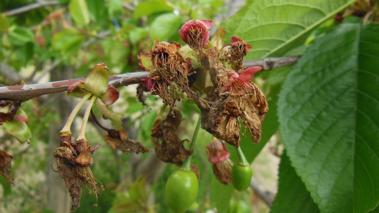 pomacee-e-drupacee-moniliosi