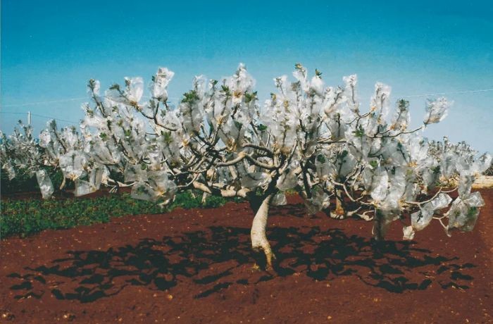 fichi e fioroni