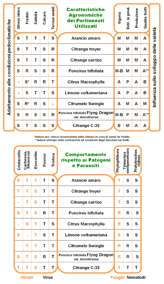 portainnesti per agrumi