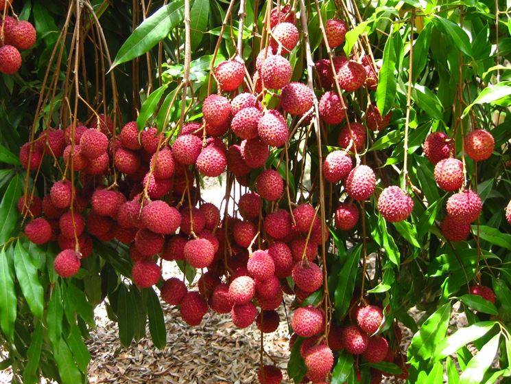 frutti licis