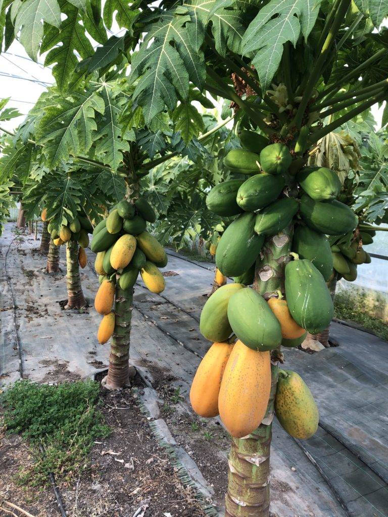 papaya siciliana