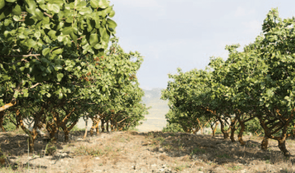 pistacchio in sicilia