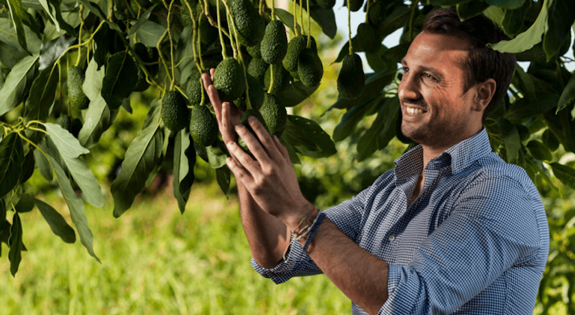 produzione avocado sicilia