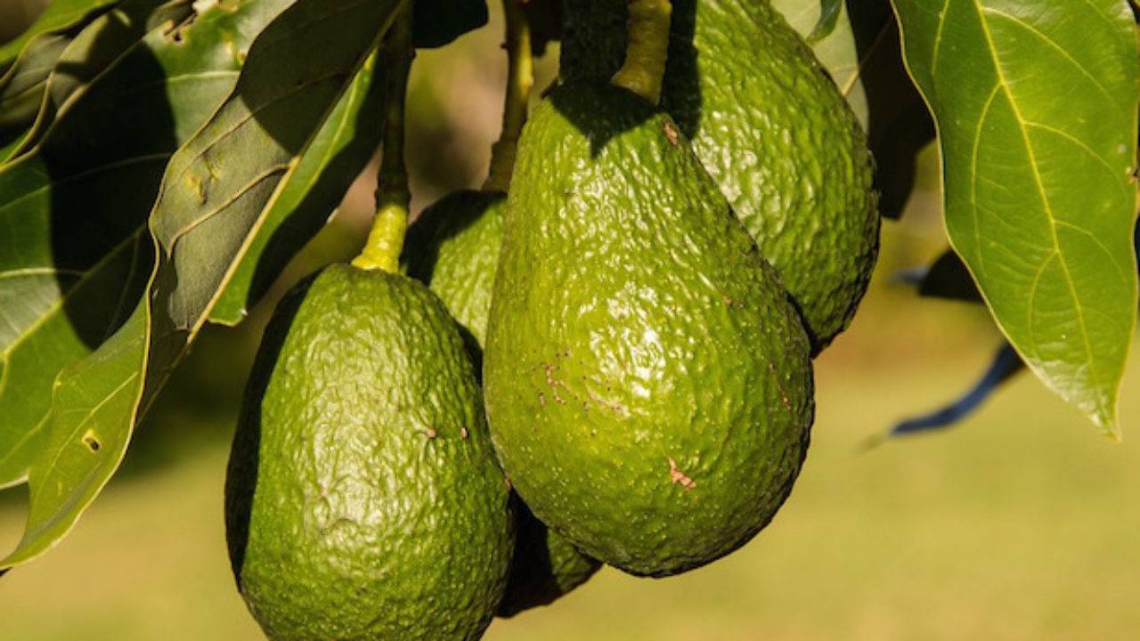 coltivare avocado in Italia