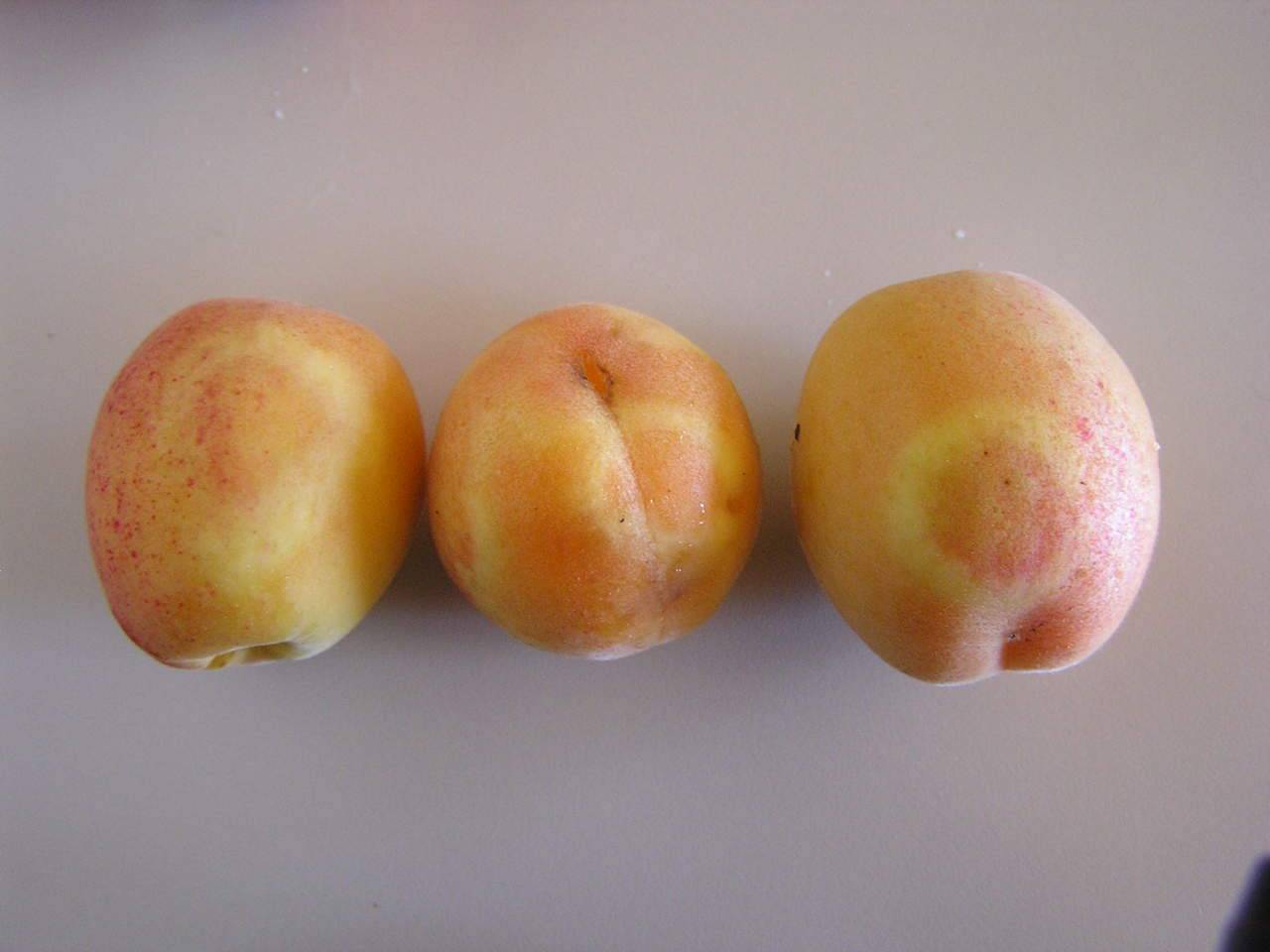 nuove varietà di albicocche