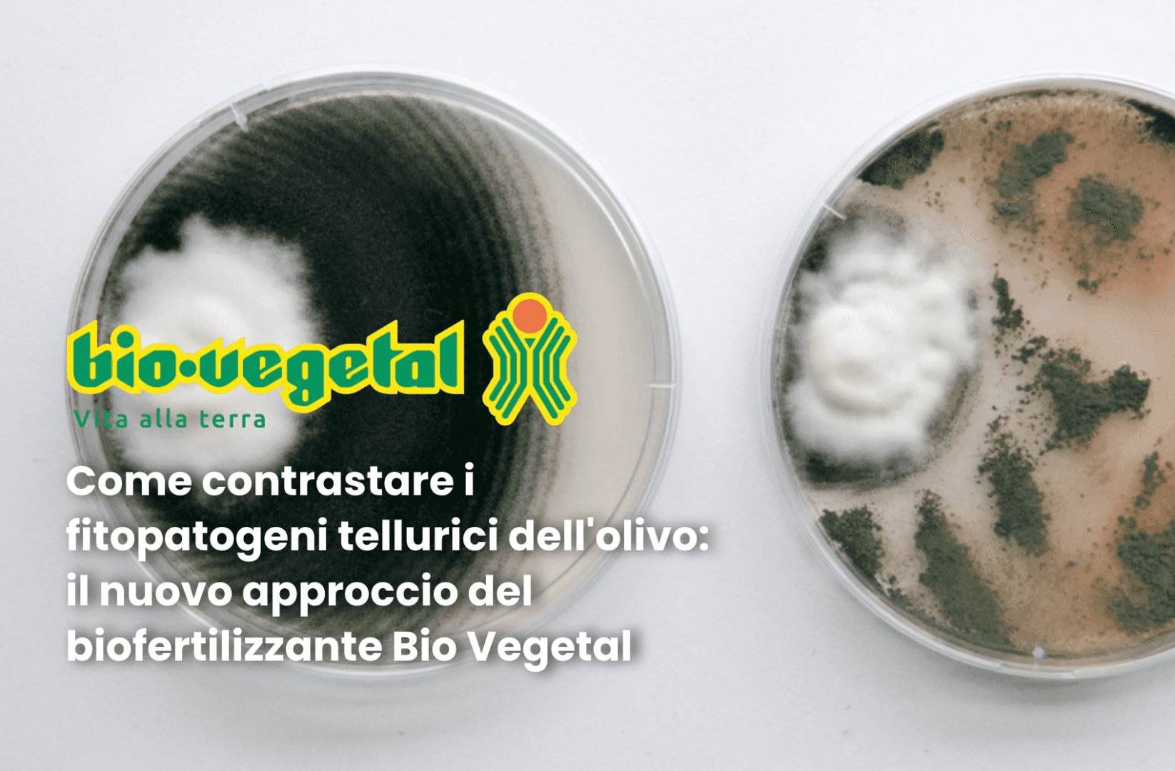 bio vegetal biofertilizzante olivo