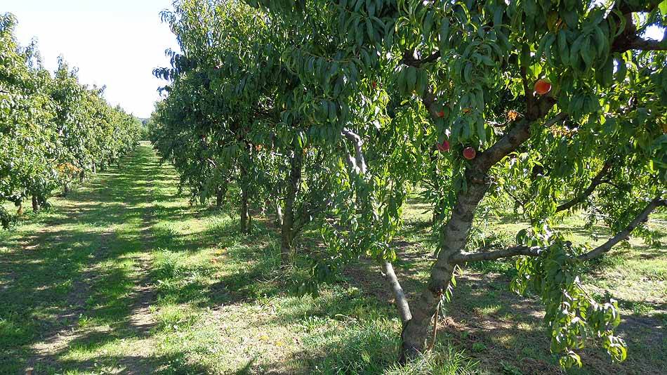 sostenibilità ambientale