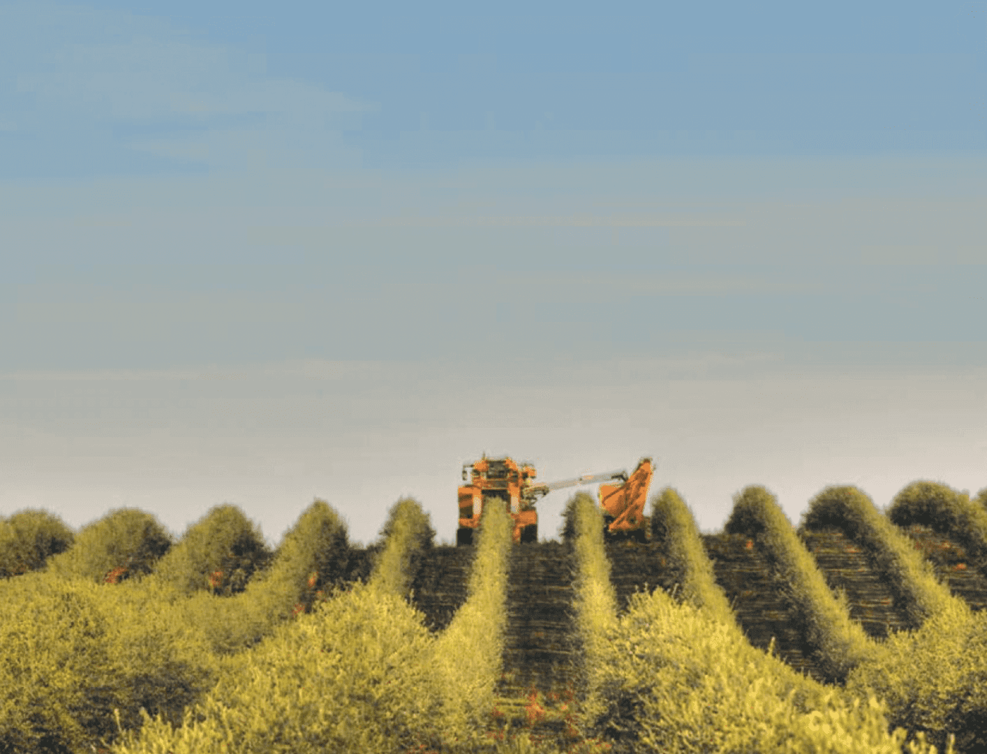 varieta di olive da tavola