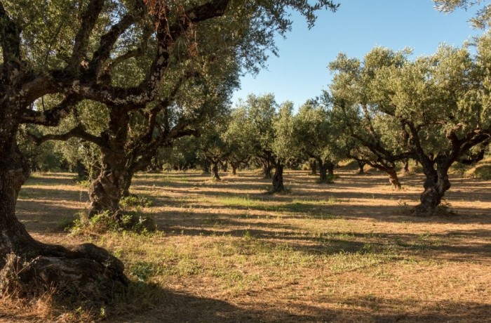 concimazione dell'olivo - come farla