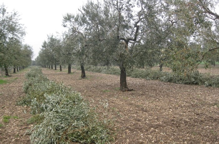 concimazione dell'olivo- residui colturali