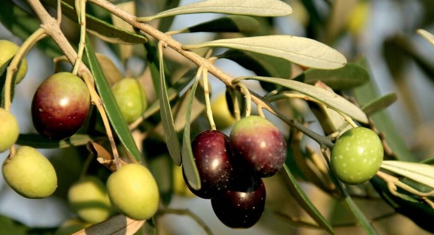 concimazione oliveto