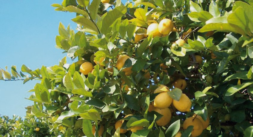 coltivazione del limone