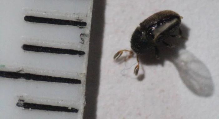 fleotribo