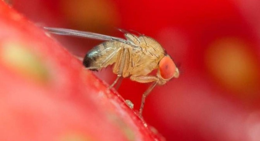 drosophila suzukii come contrastarla lotta biologica insetti alieni puglia ciliegie