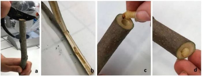 punteruolo nero del fico