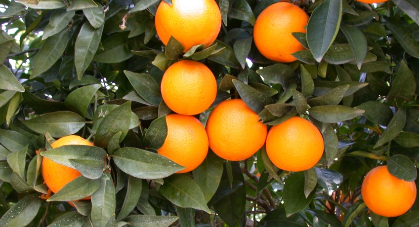 agrumi arance ombelicate