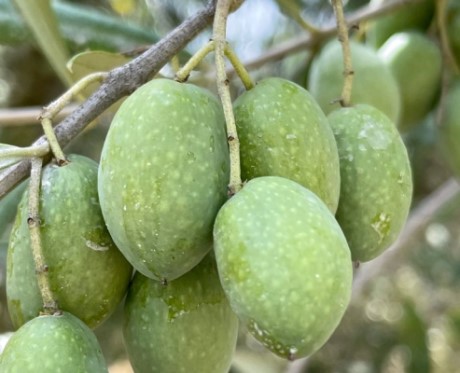 olive da mensa cultivar