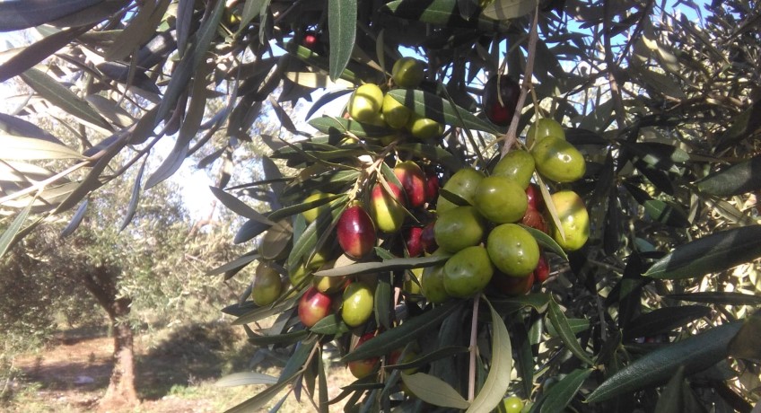 raccolte olive puglia 2021