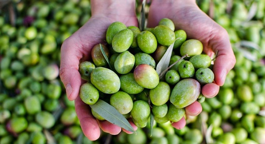 filiera olivicola mipaaf risorse 30 milioni