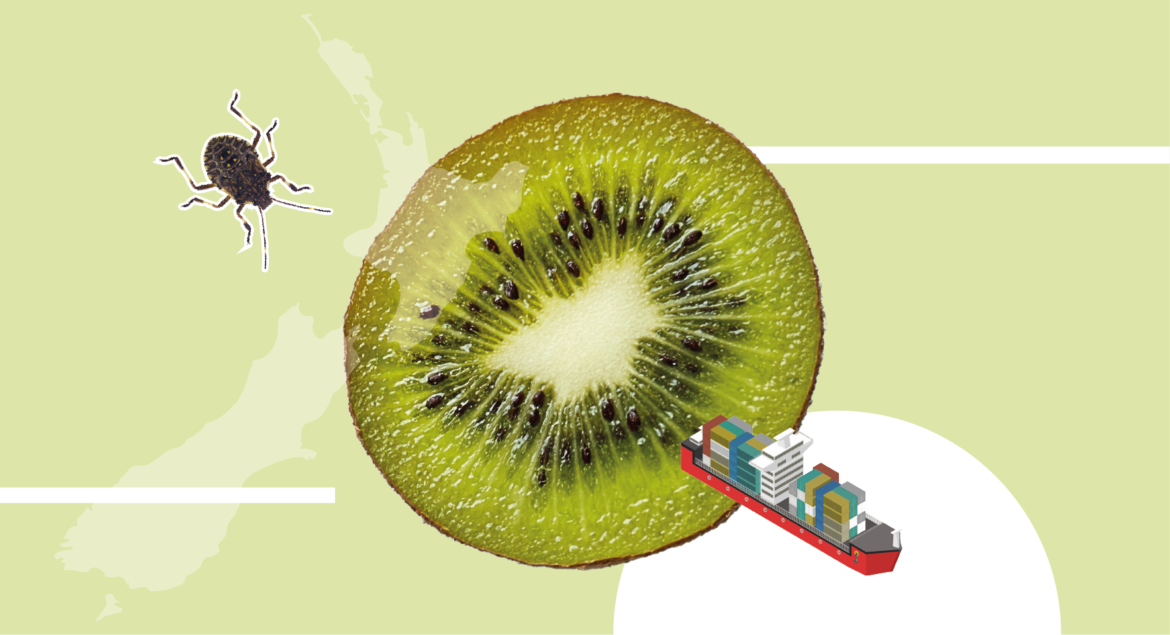 cimice asiatica kiwi nuova zelanda