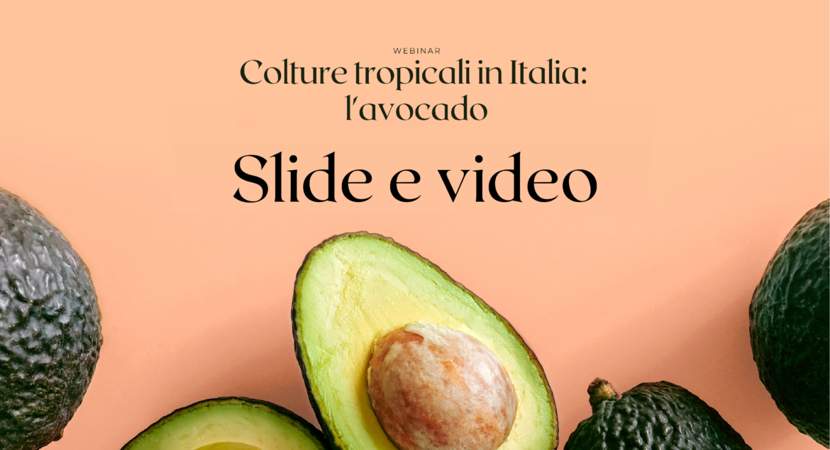 colture tropicali in italia avocado slide e video webinar fruit communication