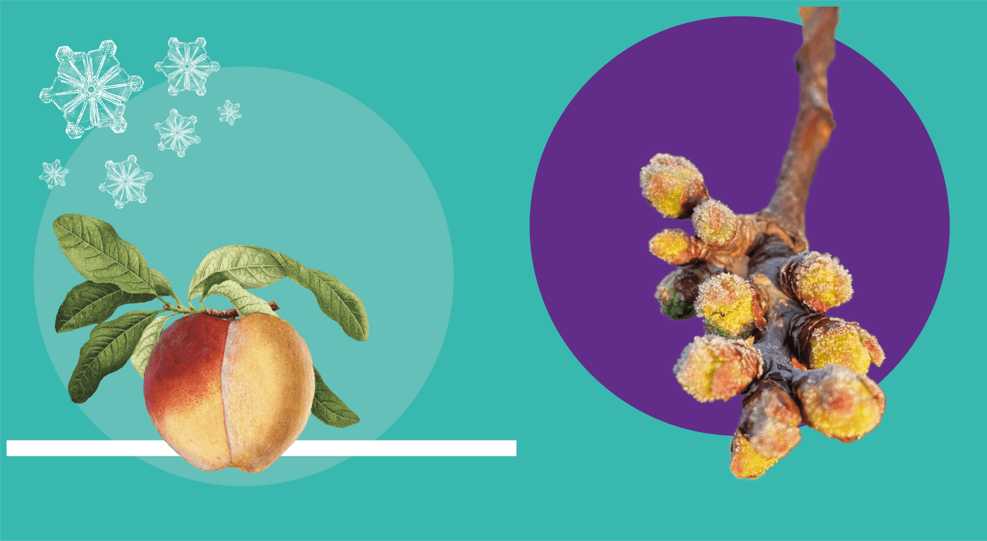 gelate puglia danni drupacee pesche albicocche