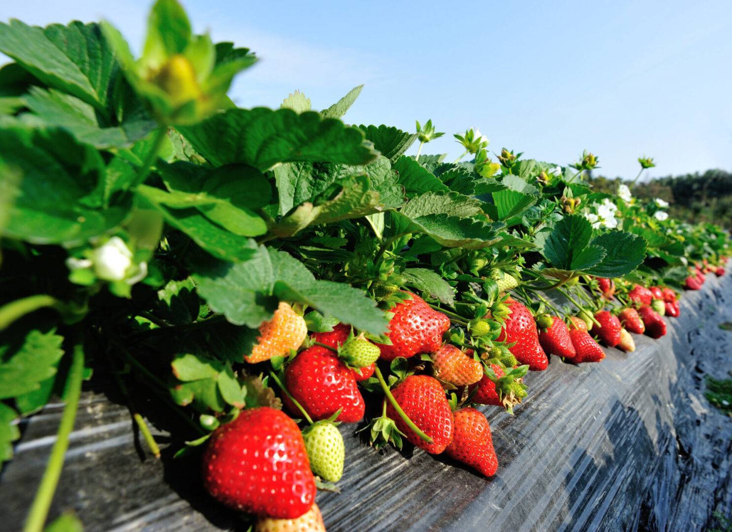 Infestanti della fragola