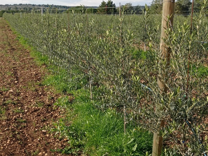  xylella-puglia-olivo-resistente-leccino-f17-cultivar