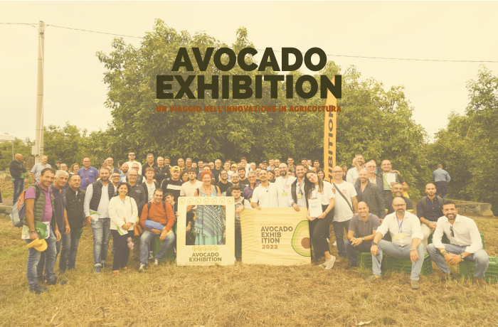 avocado-exhibition-come-gestire-avocado-sicilia