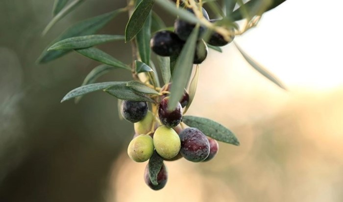 olivicoltura-biocontrollo-difesa-olive-produzione-integrata