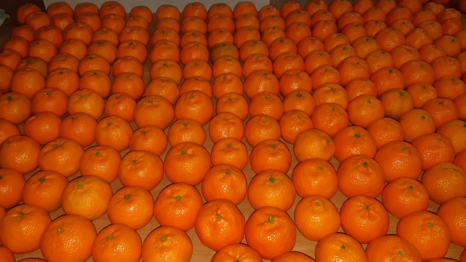 clementine-golfo-di-taranto-puglia-agrumi.