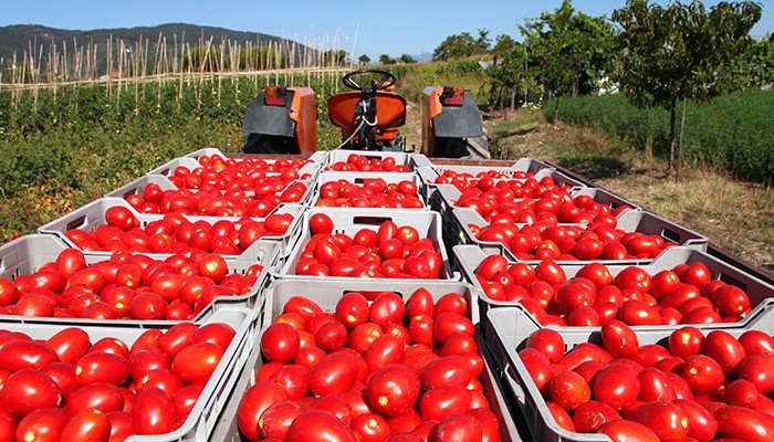 pomodoro-da-industria-tavolo-agricolo