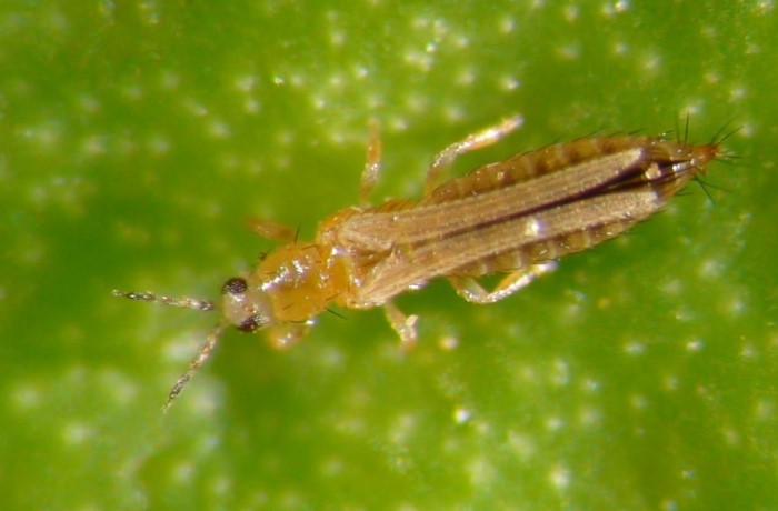 Frankliniella-occidentalis-fragola-patologie