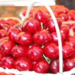 Ciliegia-di-Lari-IGP