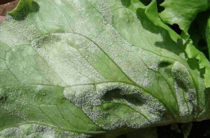 Peronospora-1