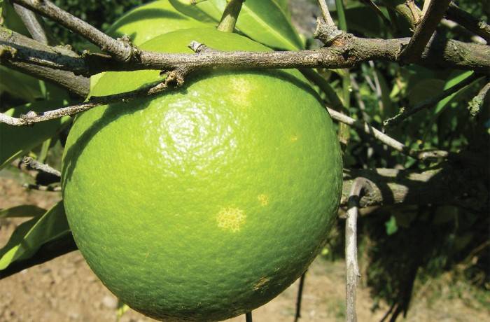 agrumi-fecola-cicalina-verde