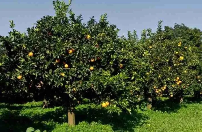 forme-di-allevamento-1