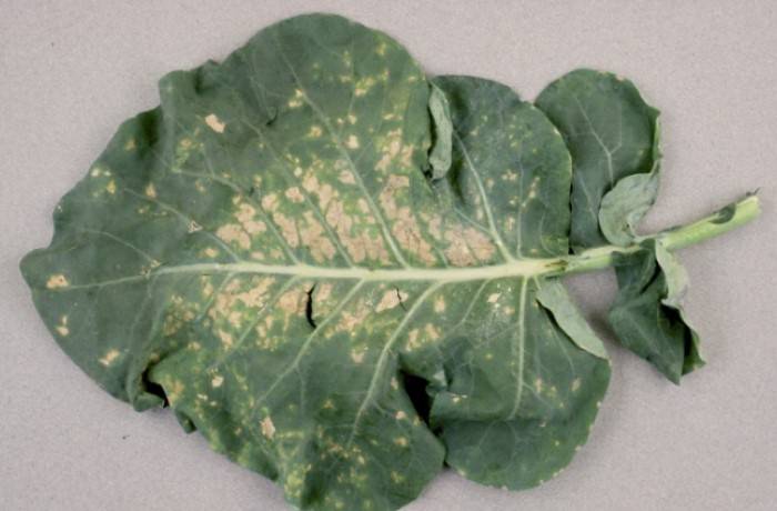 peronospora del cavolo
