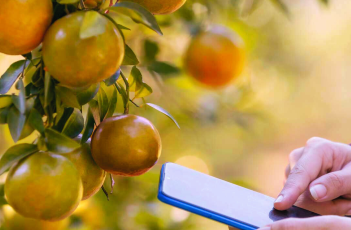 App in campo agrumeto_CitrusDSS