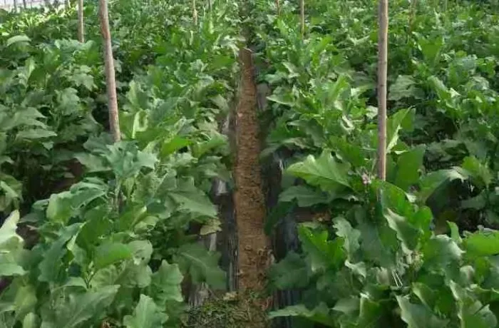 coltivazione della melanzana 1