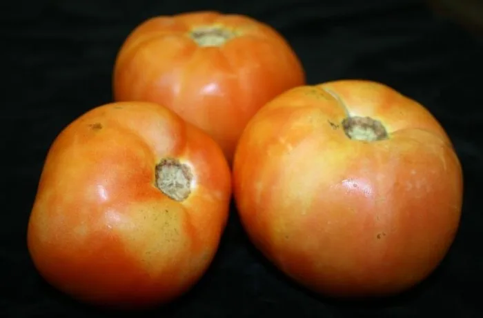 fisiopatie del pomodoro 2