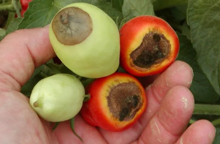 fisiopatie del pomodoro 3