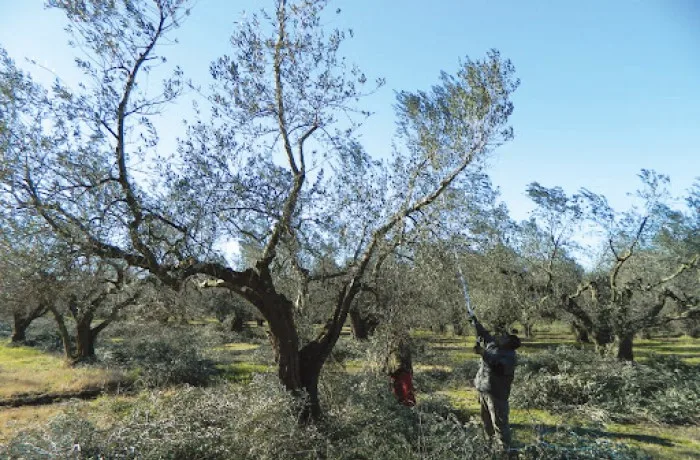 potatura dell'olivo 1