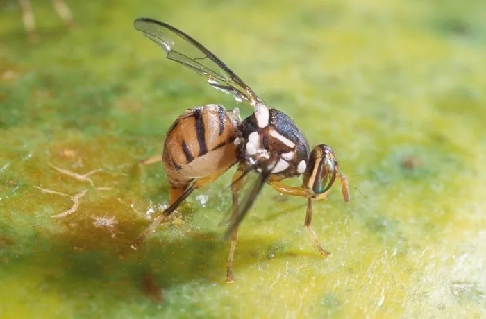 Bactrocera-dorsalis-mosca-italia