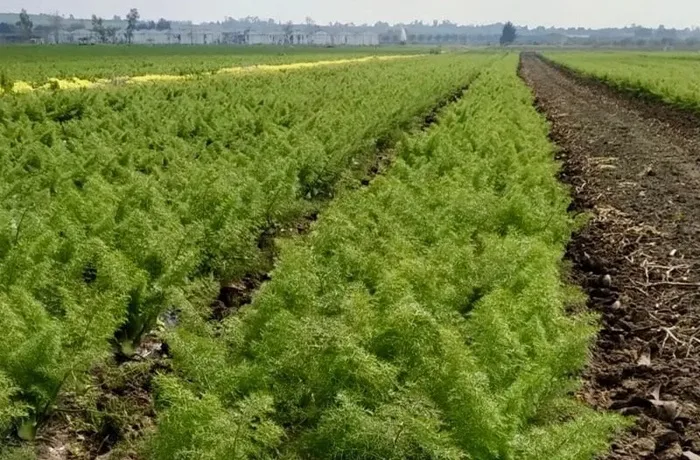 coltivazione del finocchio 2