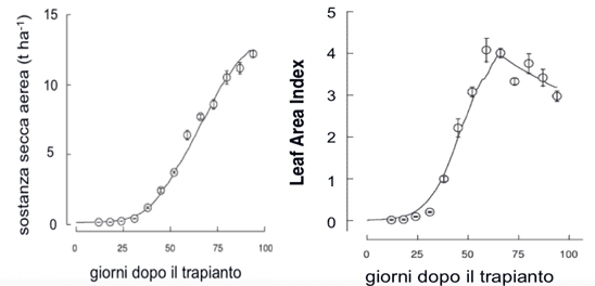 Fig. 1 Accumulo sviluppo sostanza secca aerea | Fig. 2. Sviluppo superficie fogliare