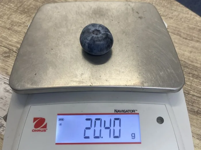 mirtillo gigante australia