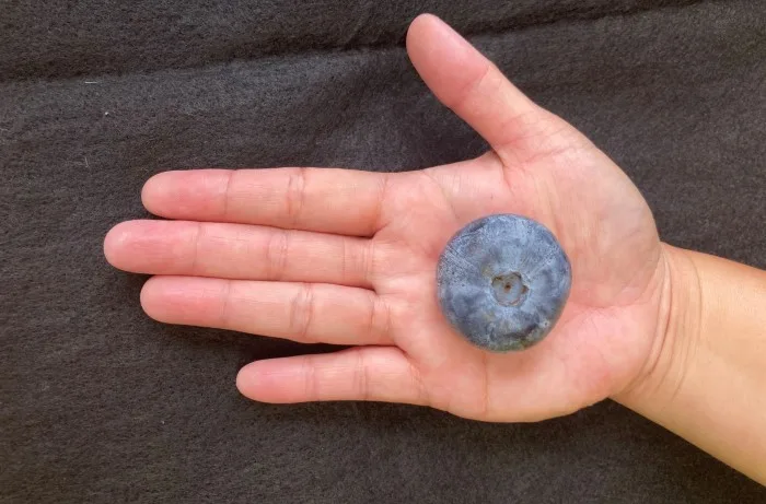 mirtillo record australia